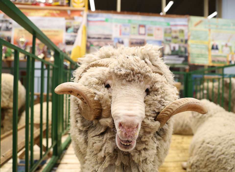 В Волгограде пройдет ХХII Российская выставка племенных овец и коз